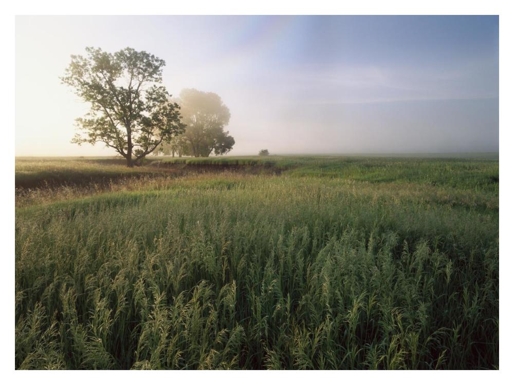 Oak trees shrouded in fog, tallgrass prairie in Flint Hills taken over by invasive Great Brome Grass, Kansas-Paper Art-18"x14"