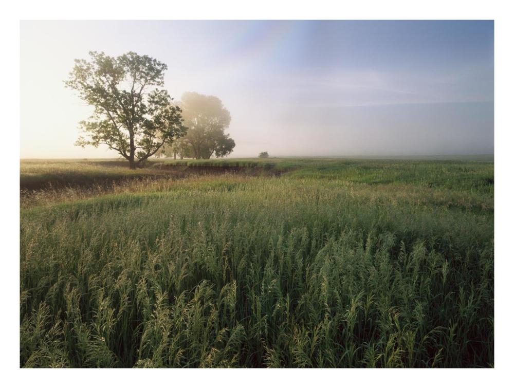 Oak trees shrouded in fog, tallgrass prairie in Flint Hills taken over by invasive Great Brome Grass, Kansas-Paper Art-26"x20"