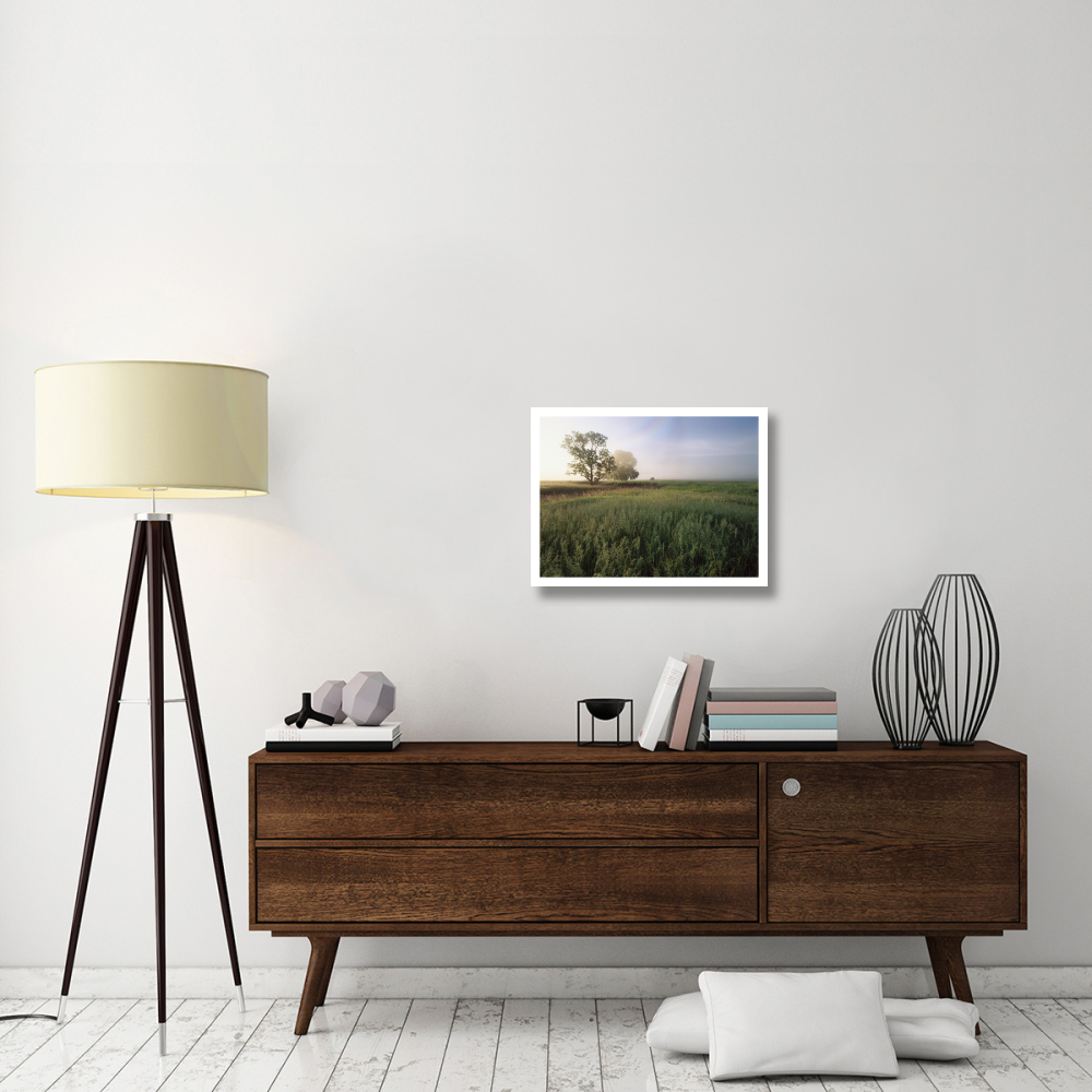 Oak trees shrouded in fog, tallgrass prairie in Flint Hills taken over by invasive Great Brome Grass, Kansas-Paper Art-26&quotx20"