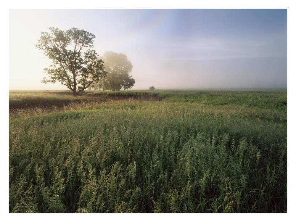 Oak trees shrouded in fog, tallgrass prairie in Flint Hills taken over by invasive Great Brome Grass, Kansas-Paper Art-34"x26"