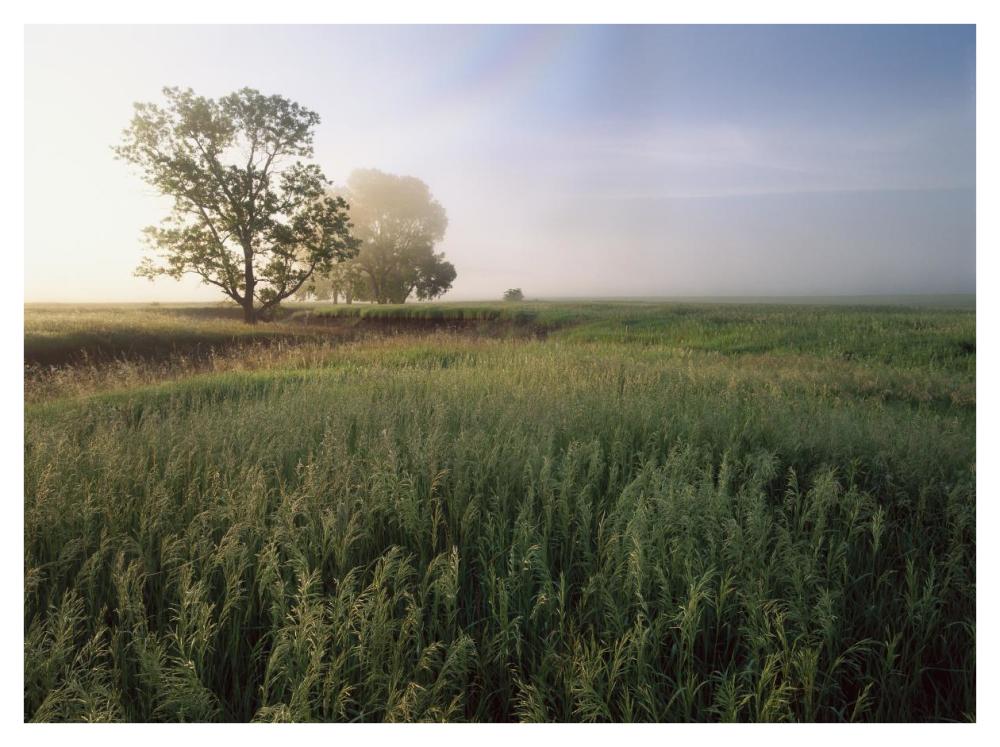 Oak trees shrouded in fog, tallgrass prairie in Flint Hills taken over by invasive Great Brome Grass, Kansas-Paper Art-42"x32"