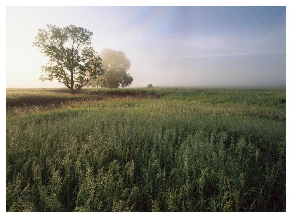 Oak trees shrouded in fog, tallgrass prairie in Flint Hills taken over by invasive Great Brome Grass, Kansas-Paper Art-50"x38"