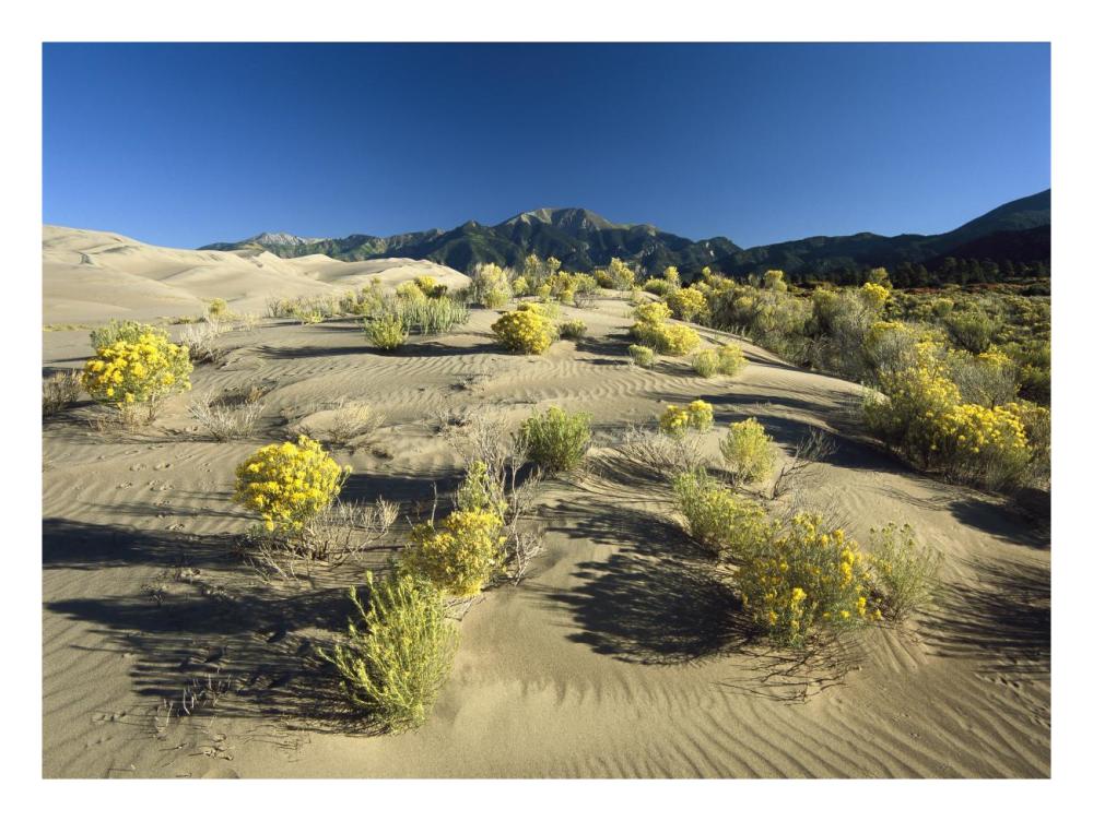 Flowering shrubs on the dune fields in front of the Sangre de Cristo Mountains, Great Sand Dunes National Monument, Colorado-Paper Art-26"x20"