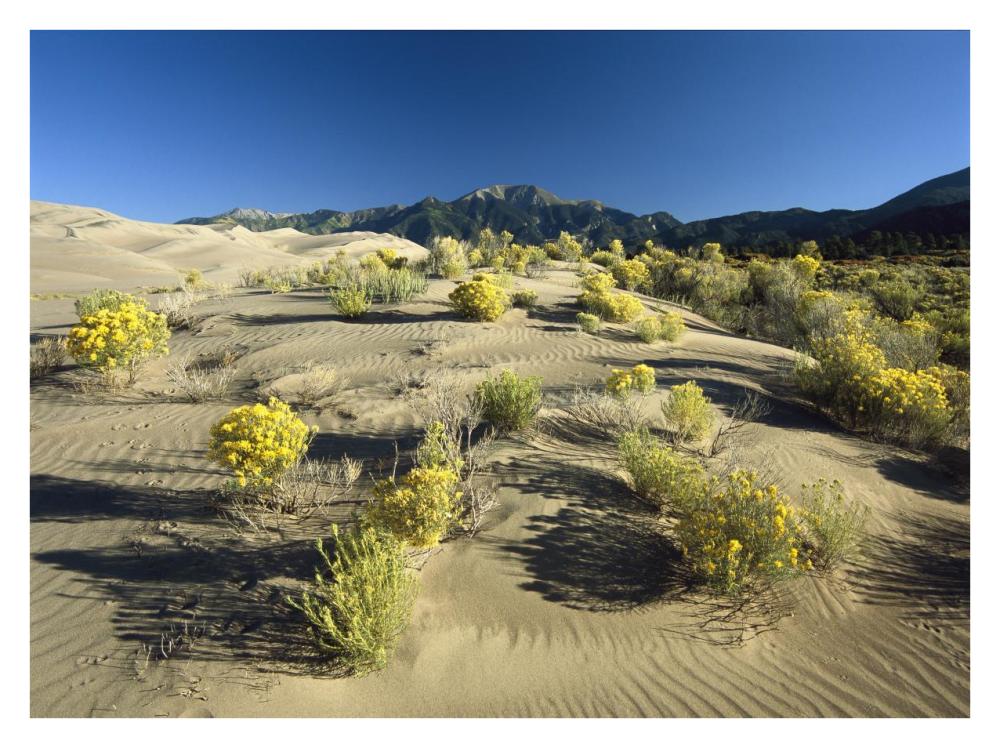 Flowering shrubs on the dune fields in front of the Sangre de Cristo Mountains, Great Sand Dunes National Monument, Colorado-Paper Art-34"x26"