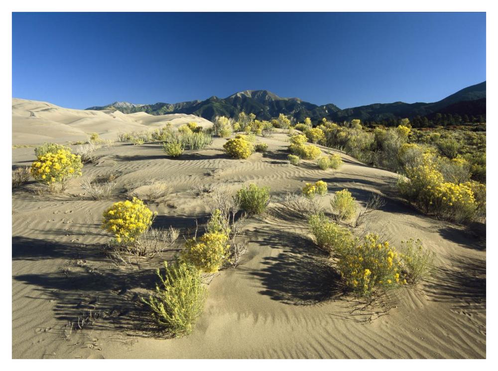 Flowering shrubs on the dune fields in front of the Sangre de Cristo Mountains, Great Sand Dunes National Monument, Colorado-Paper Art-42"x32"
