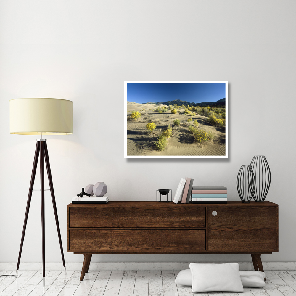 Flowering shrubs on the dune fields in front of the Sangre de Cristo Mountains, Great Sand Dunes National Monument, Colorado-Paper Art-42&quotx32"