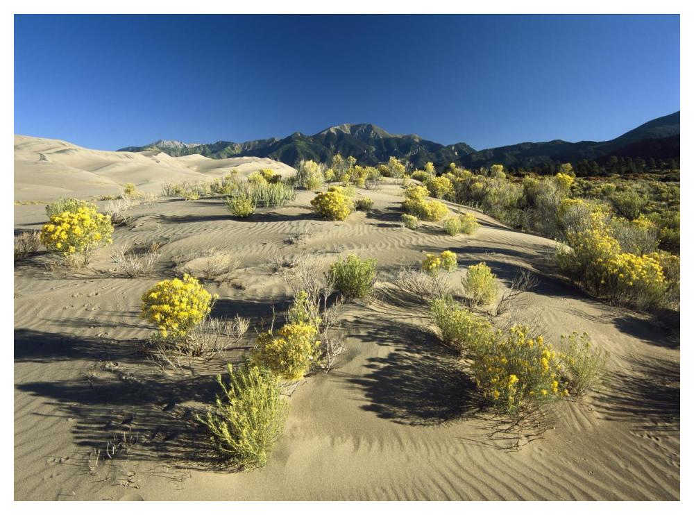 Flowering shrubs on the dune fields in front of the Sangre de Cristo Mountains, Great Sand Dunes National Monument, Colorado-Paper Art-50"x38"