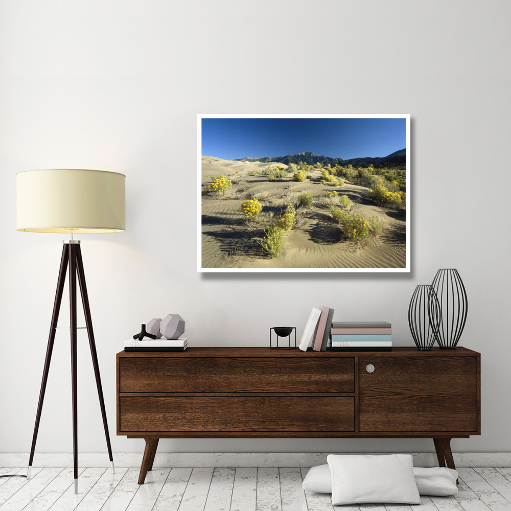 Flowering shrubs on the dune fields in front of the Sangre de Cristo Mountains, Great Sand Dunes National Monument, Colorado-Paper Art-50&quotx38"