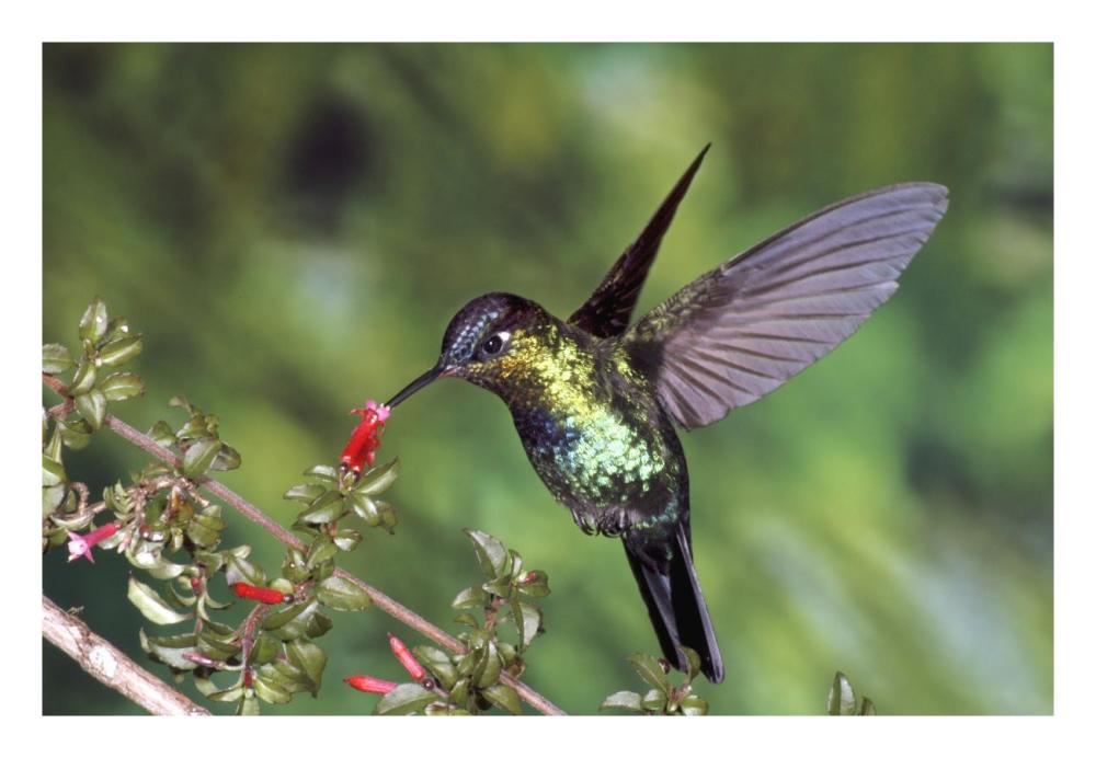 Fiery-throated Hummingbird feeding at Ladies Eardrops flower, Poas Volcano National Park, Costa Rica-Paper Art-26"x18"