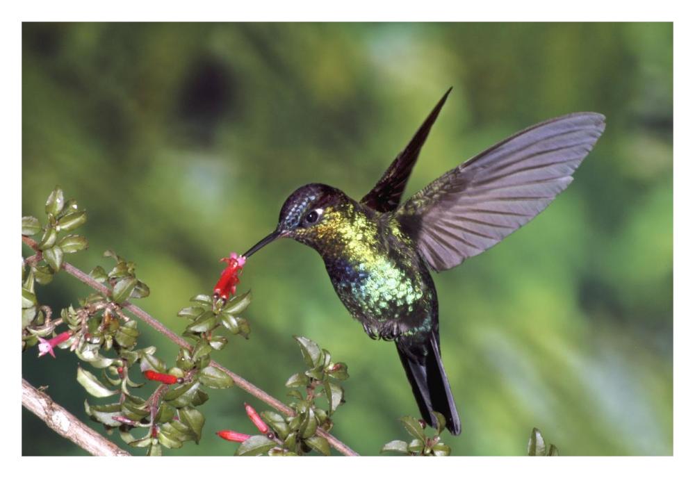 Fiery-throated Hummingbird feeding at Ladies Eardrops flower, Poas Volcano National Park, Costa Rica-Paper Art-32"x22"
