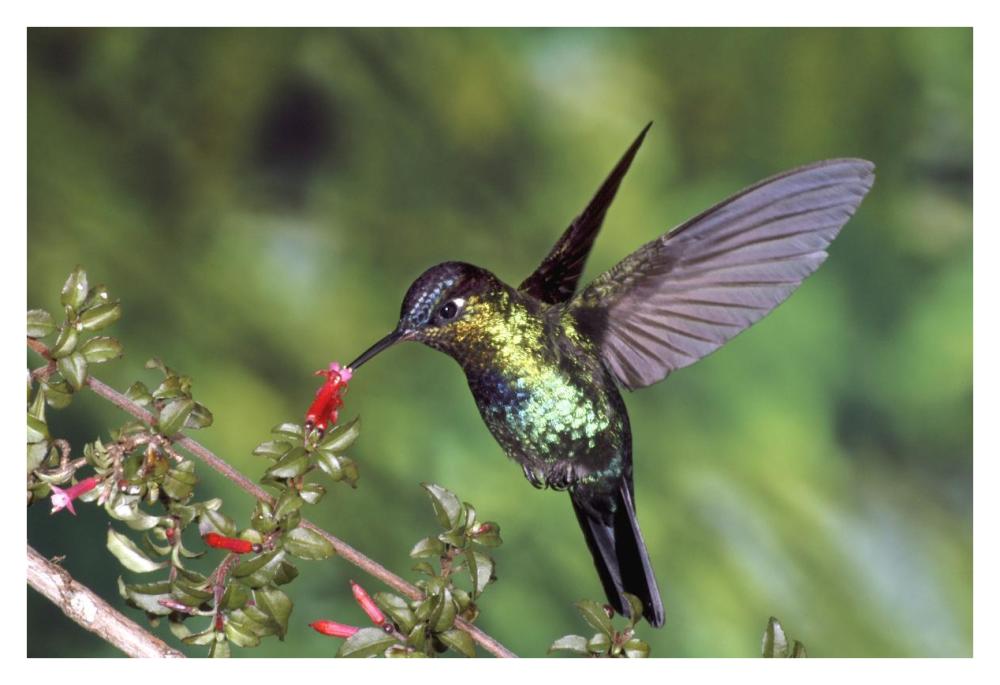 Fiery-throated Hummingbird feeding at Ladies Eardrops flower, Poas Volcano National Park, Costa Rica-Paper Art-38"x26"