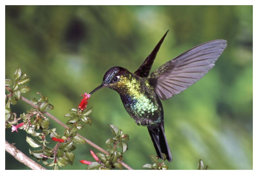 Fiery-throated Hummingbird feeding at Ladies Eardrops flower, Poas Volcano National Park, Costa Rica-Paper Art-50"x34"