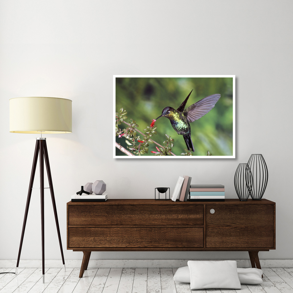 Fiery-throated Hummingbird feeding at Ladies Eardrops flower, Poas Volcano National Park, Costa Rica-Paper Art-50&quotx34"