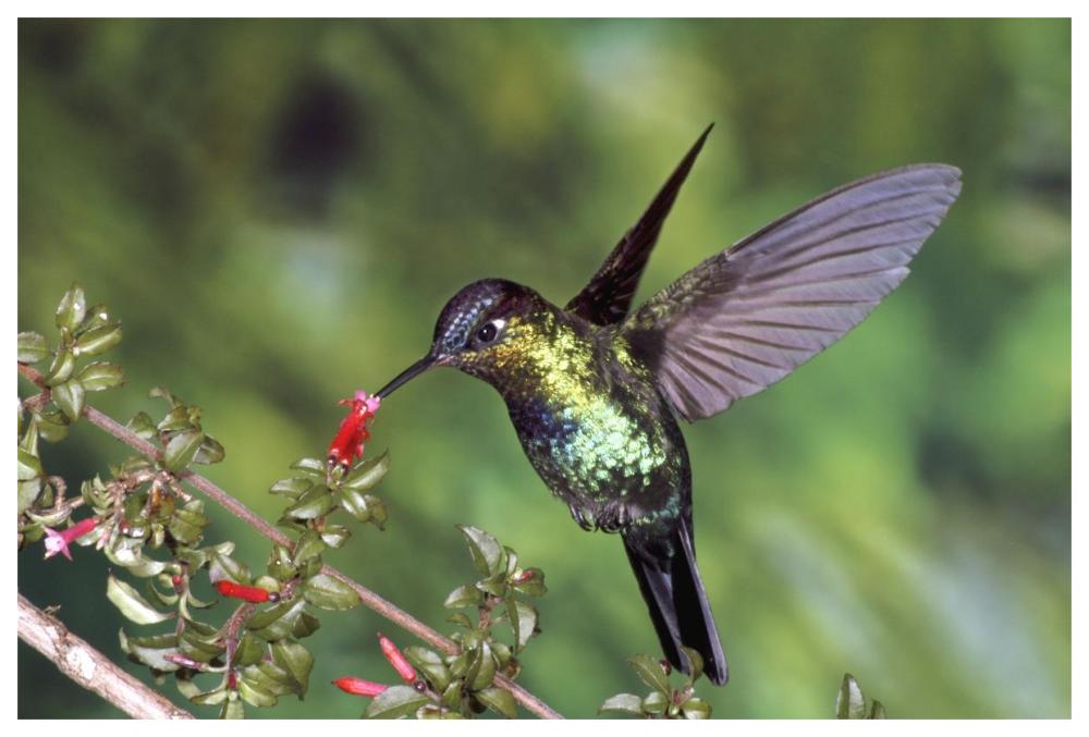 Fiery-throated Hummingbird feeding at Ladies Eardrops flower, Poas Volcano National Park, Costa Rica-Paper Art-62"x42"