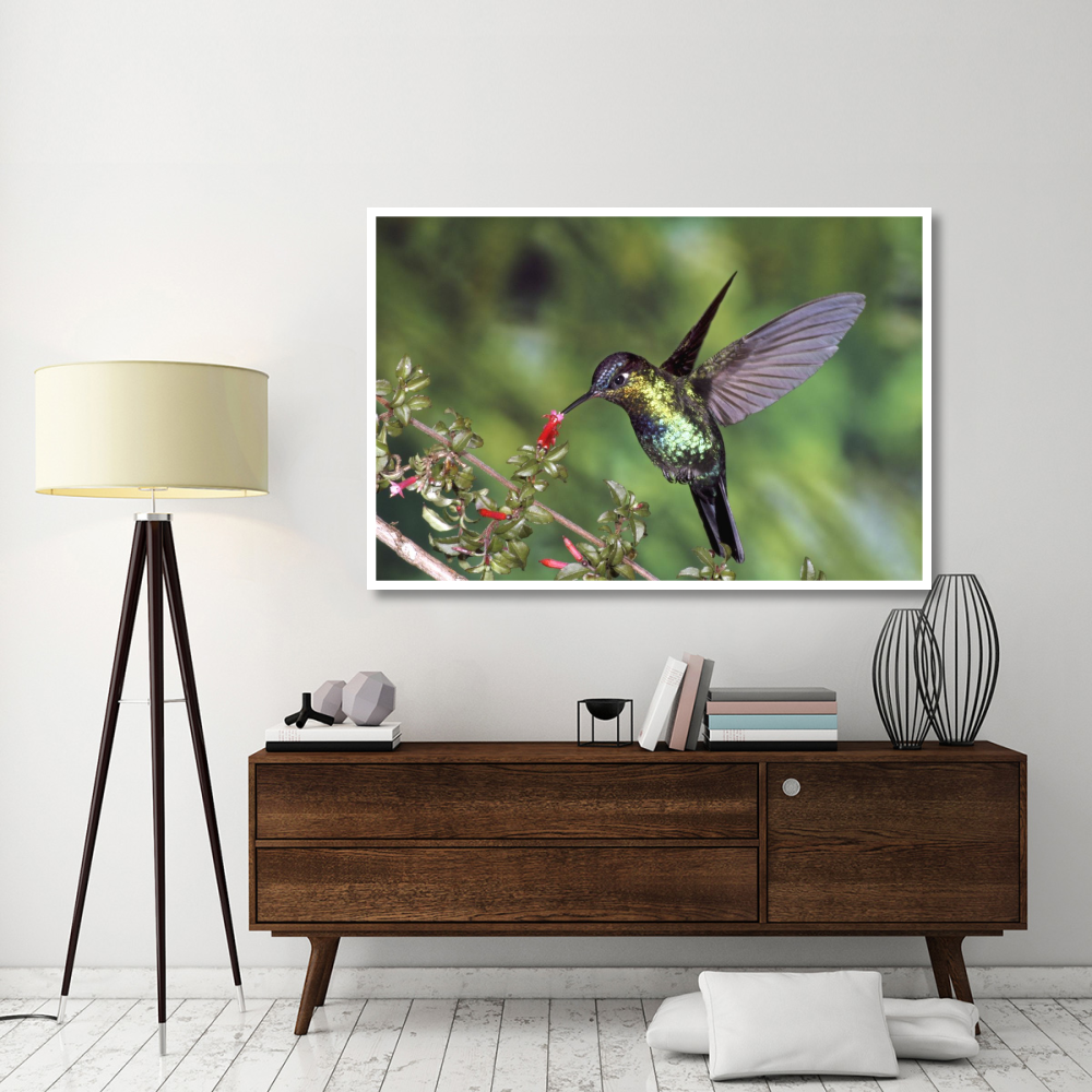 Fiery-throated Hummingbird feeding at Ladies Eardrops flower, Poas Volcano National Park, Costa Rica-Paper Art-62&quotx42"
