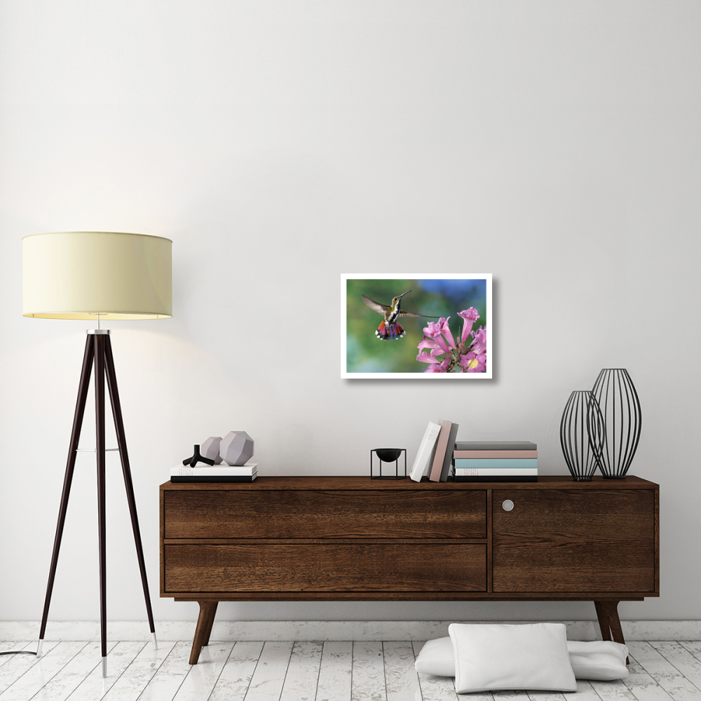 Green-breasted Mango hummingbird visiting flowers of Puiva Tree, Costa Rica-Paper Art-26&quotx18"