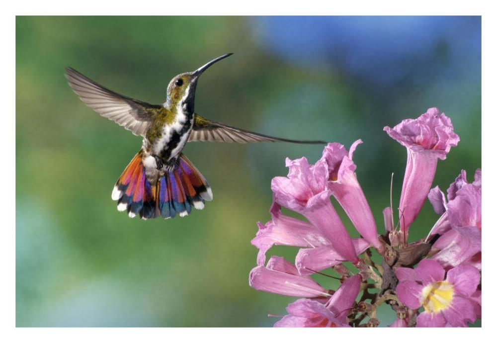 Green-breasted Mango hummingbird visiting flowers of Puiva Tree, Costa Rica-Paper Art-32"x22"