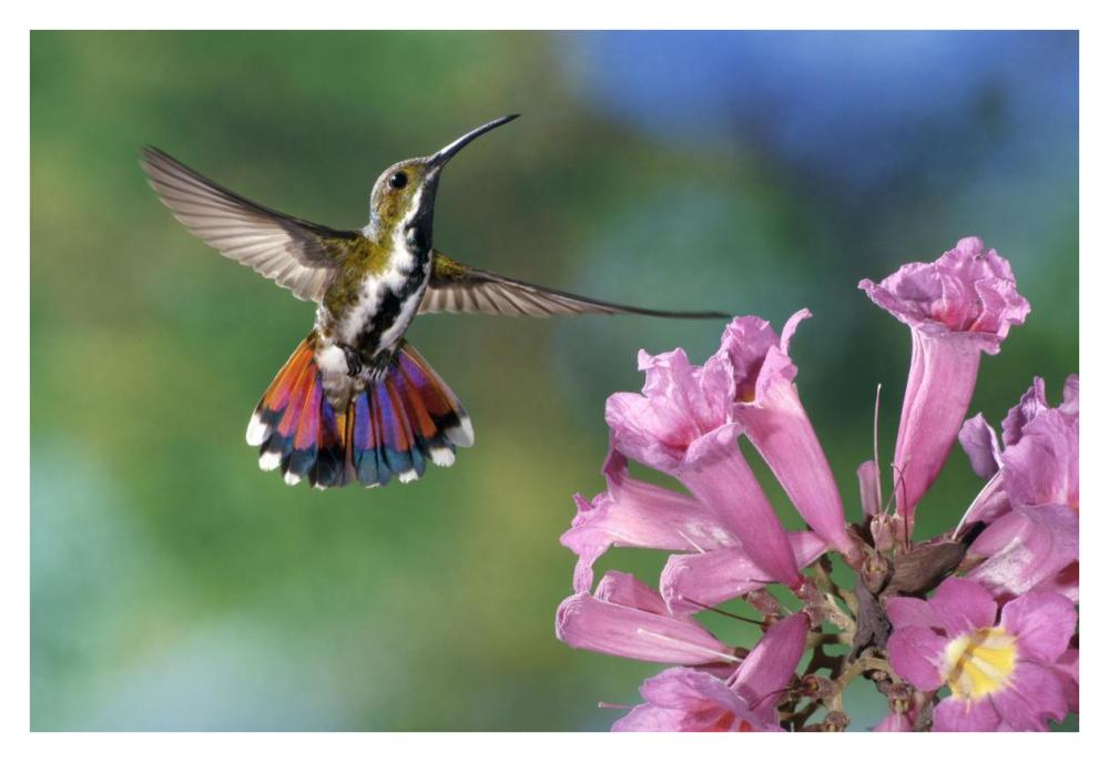 Green-breasted Mango hummingbird visiting flowers of Puiva Tree, Costa Rica-Paper Art-38"x26"