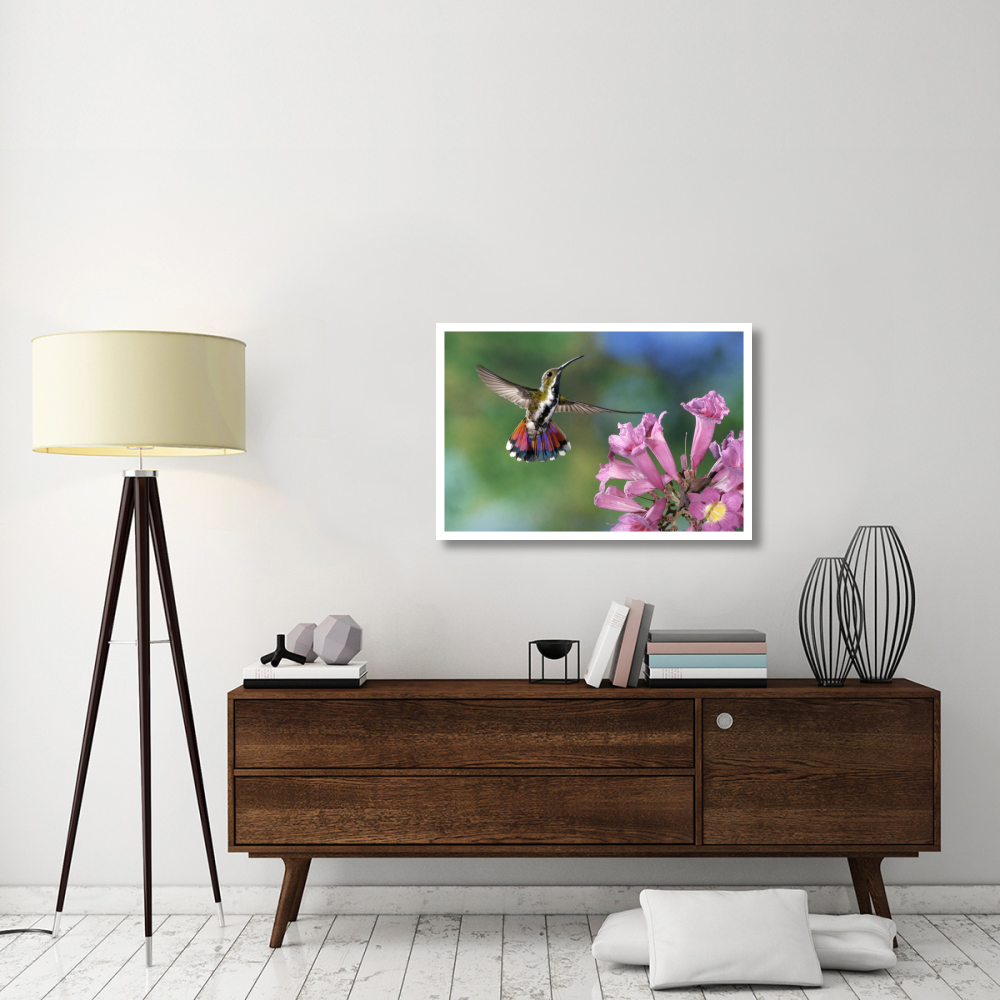 Green-breasted Mango hummingbird visiting flowers of Puiva Tree, Costa Rica-Paper Art-38&quotx26"