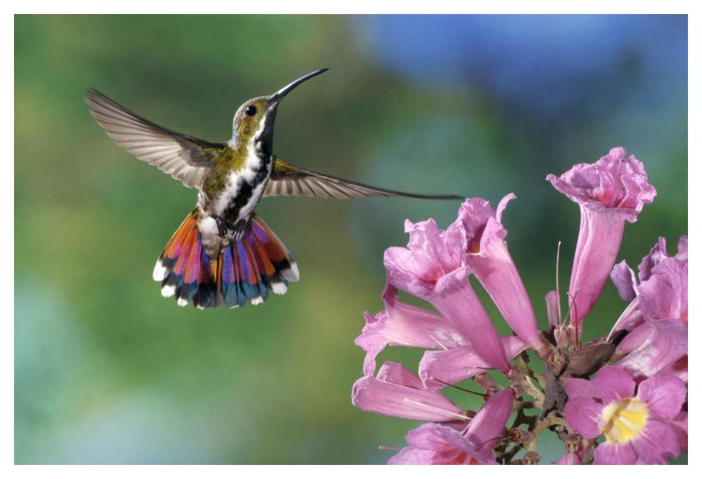 Green-breasted Mango hummingbird visiting flowers of Puiva Tree, Costa Rica-Paper Art-50"x34"