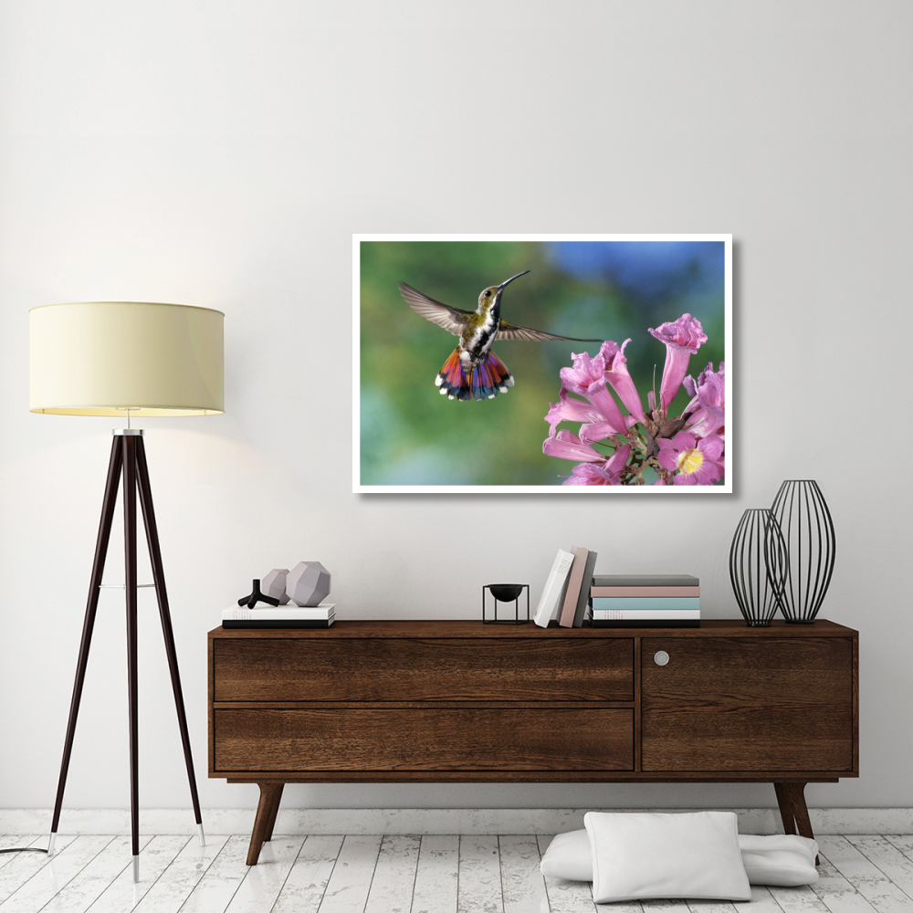 Green-breasted Mango hummingbird visiting flowers of Puiva Tree, Costa Rica-Paper Art-50&quotx34"