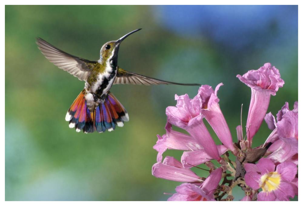 Green-breasted Mango hummingbird visiting flowers of Puiva Tree, Costa Rica-Paper Art-62"x42"
