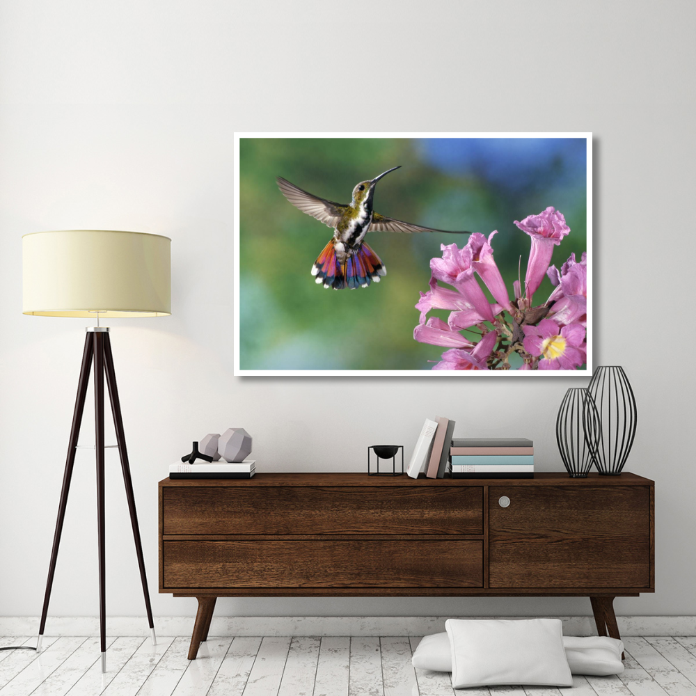 Green-breasted Mango hummingbird visiting flowers of Puiva Tree, Costa Rica-Paper Art-62&quotx42"