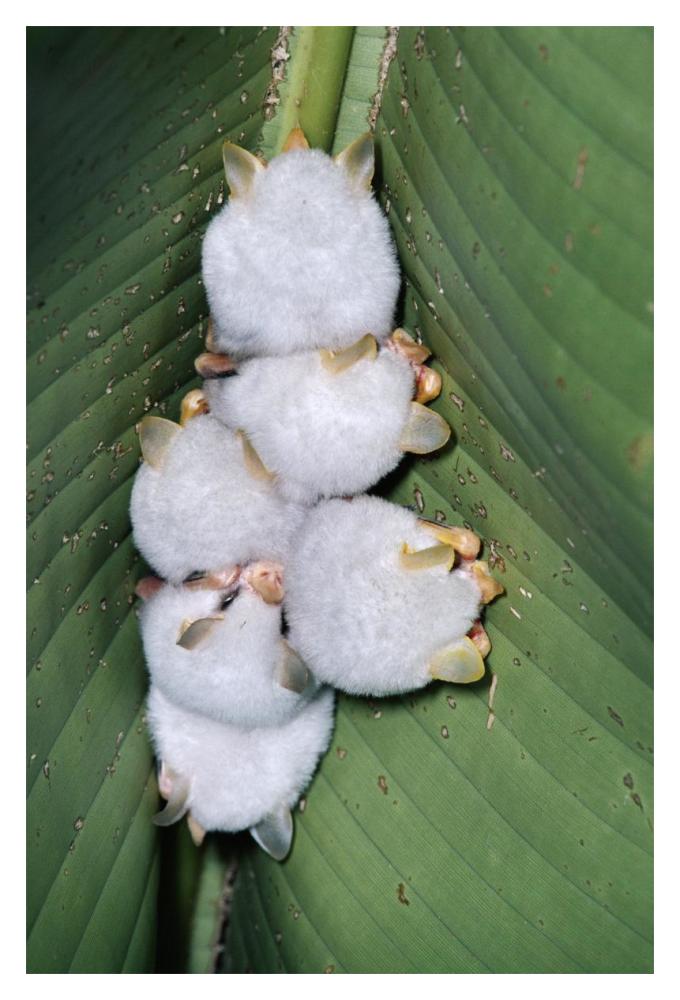 Honduran White Bat group roosting under Heliconia leaf, rainforest, Costa Rica-Paper Art-14"x20"