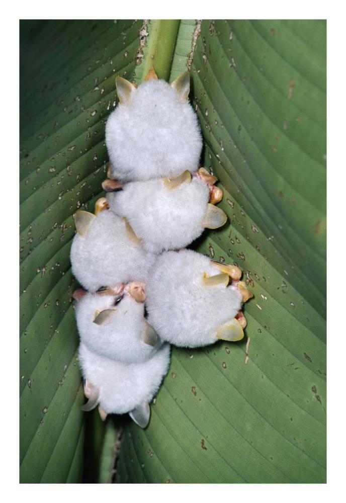 Honduran White Bat group roosting under Heliconia leaf, rainforest, Costa Rica-Paper Art-18"x26"