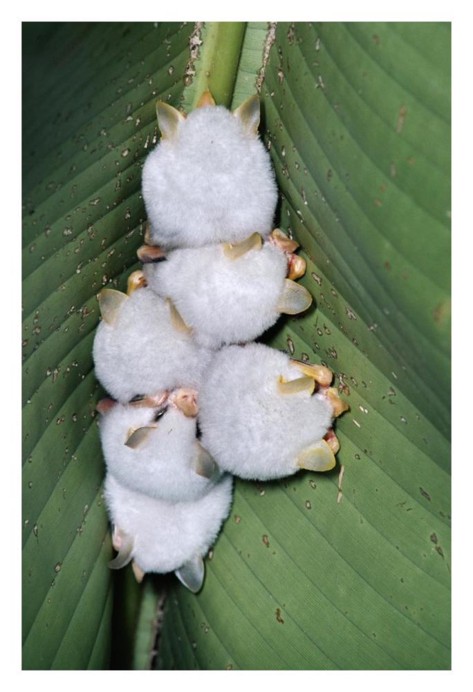 Honduran White Bat group roosting under Heliconia leaf, rainforest, Costa Rica-Paper Art-22"x32"