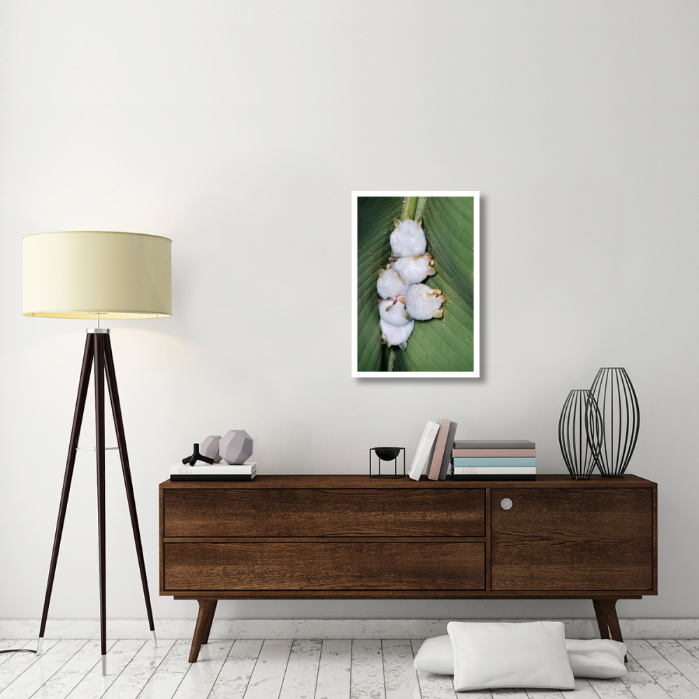 Honduran White Bat group roosting under Heliconia leaf, rainforest, Costa Rica-Paper Art-22&quotx32"