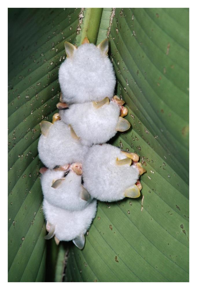 Honduran White Bat group roosting under Heliconia leaf, rainforest, Costa Rica-Paper Art-26"x38"