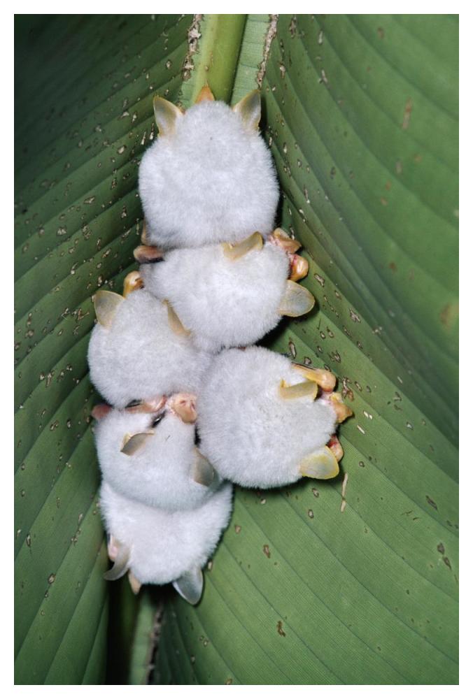 Honduran White Bat group roosting under Heliconia leaf, rainforest, Costa Rica-Paper Art-34"x50"