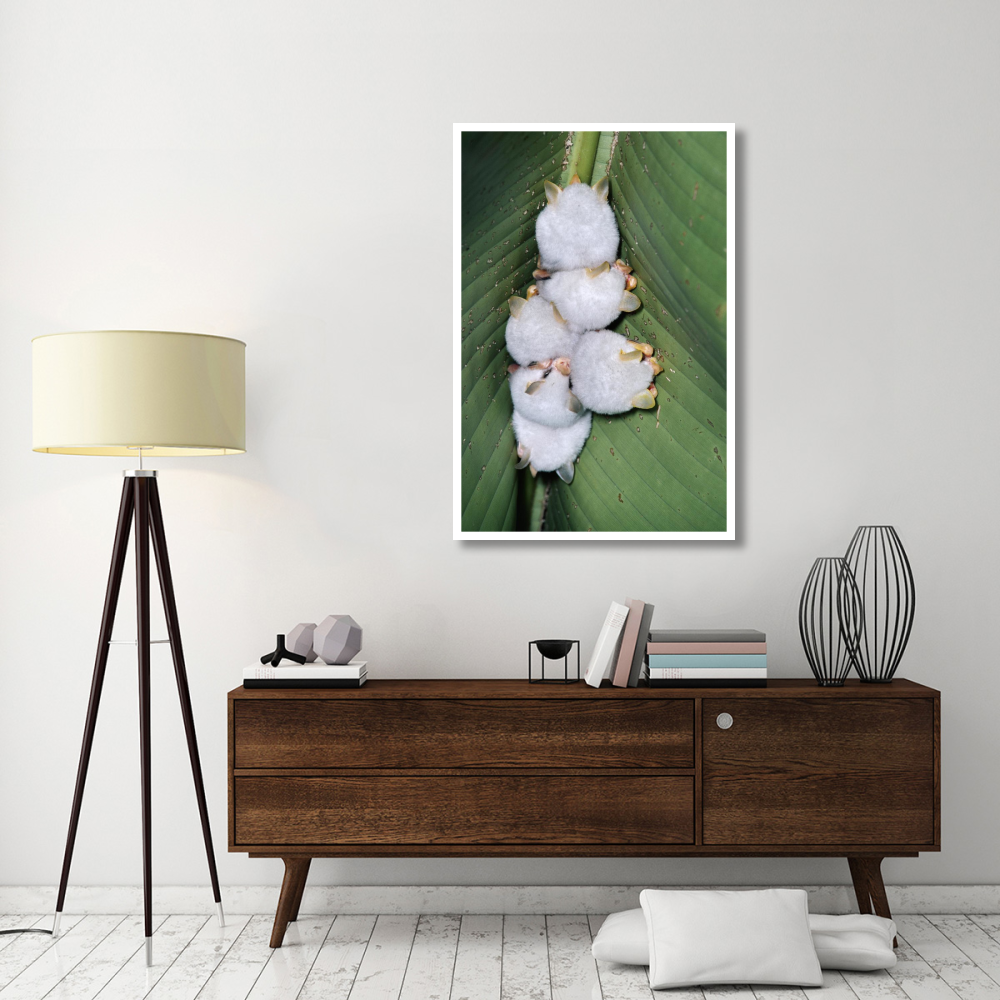 Honduran White Bat group roosting under Heliconia leaf, rainforest, Costa Rica-Paper Art-34&quotx50"