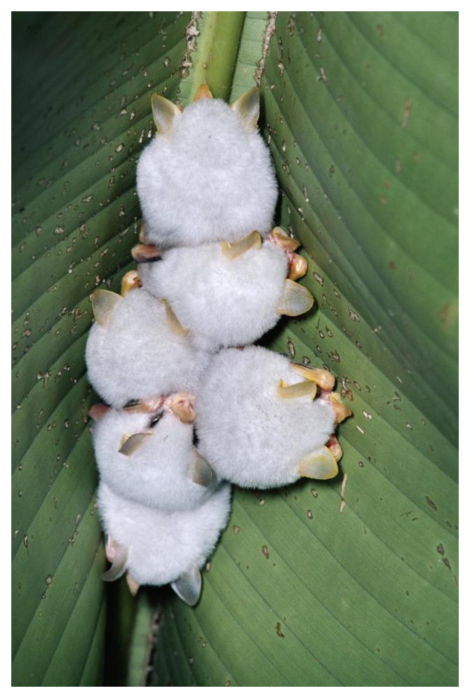 Honduran White Bat group roosting under Heliconia leaf, rainforest, Costa Rica-Paper Art-42"x62"
