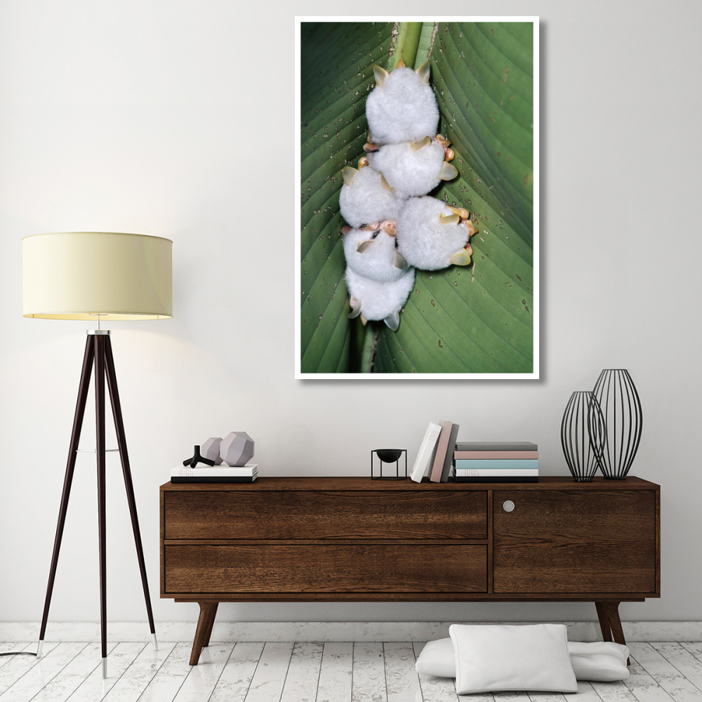Honduran White Bat group roosting under Heliconia leaf, rainforest, Costa Rica-Paper Art-42&quotx62"