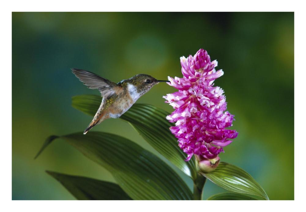 Scintillant Hummingbird feeding at and pollinating flowers of epiphytic Orchid, Monteverde Cloud Forest Reserve, Costa Rica-Paper Art-26"x18"