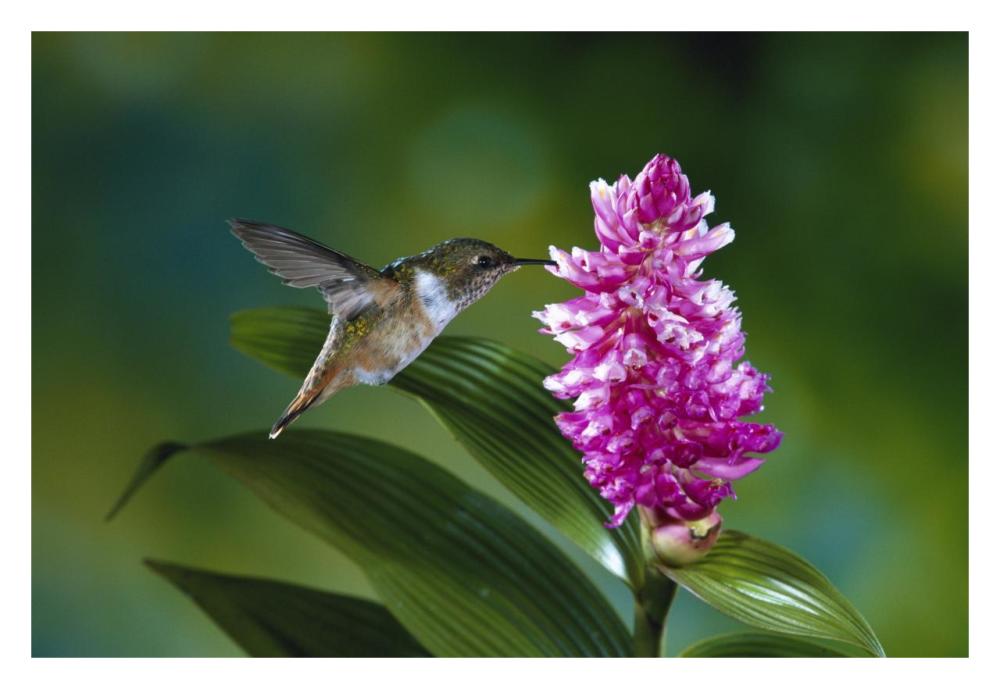 Scintillant Hummingbird feeding at and pollinating flowers of epiphytic Orchid, Monteverde Cloud Forest Reserve, Costa Rica-Paper Art-32"x22"