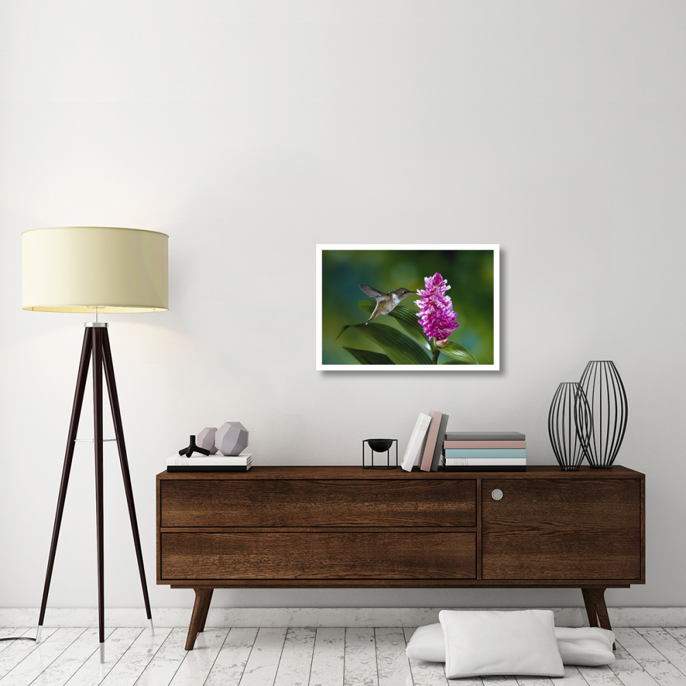 Scintillant Hummingbird feeding at and pollinating flowers of epiphytic Orchid, Monteverde Cloud Forest Reserve, Costa Rica-Paper Art-32&quotx22"