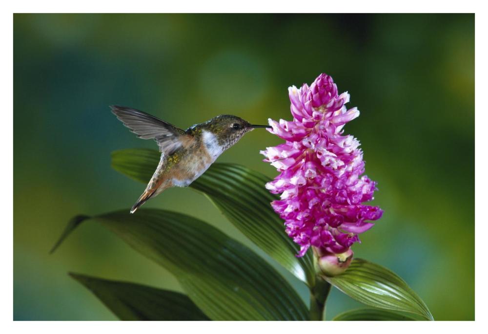 Scintillant Hummingbird feeding at and pollinating flowers of epiphytic Orchid, Monteverde Cloud Forest Reserve, Costa Rica-Paper Art-38"x26"