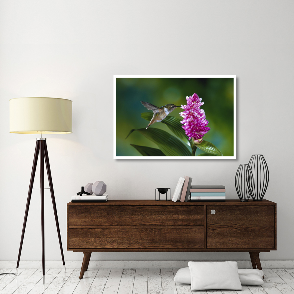 Scintillant Hummingbird feeding at and pollinating flowers of epiphytic Orchid, Monteverde Cloud Forest Reserve, Costa Rica-Paper Art-50&quotx34"