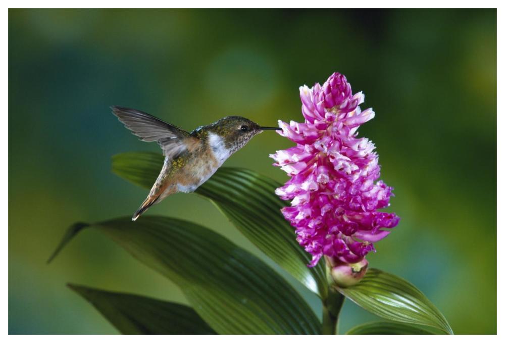 Scintillant Hummingbird feeding at and pollinating flowers of epiphytic Orchid, Monteverde Cloud Forest Reserve, Costa Rica-Paper Art-62"x42"