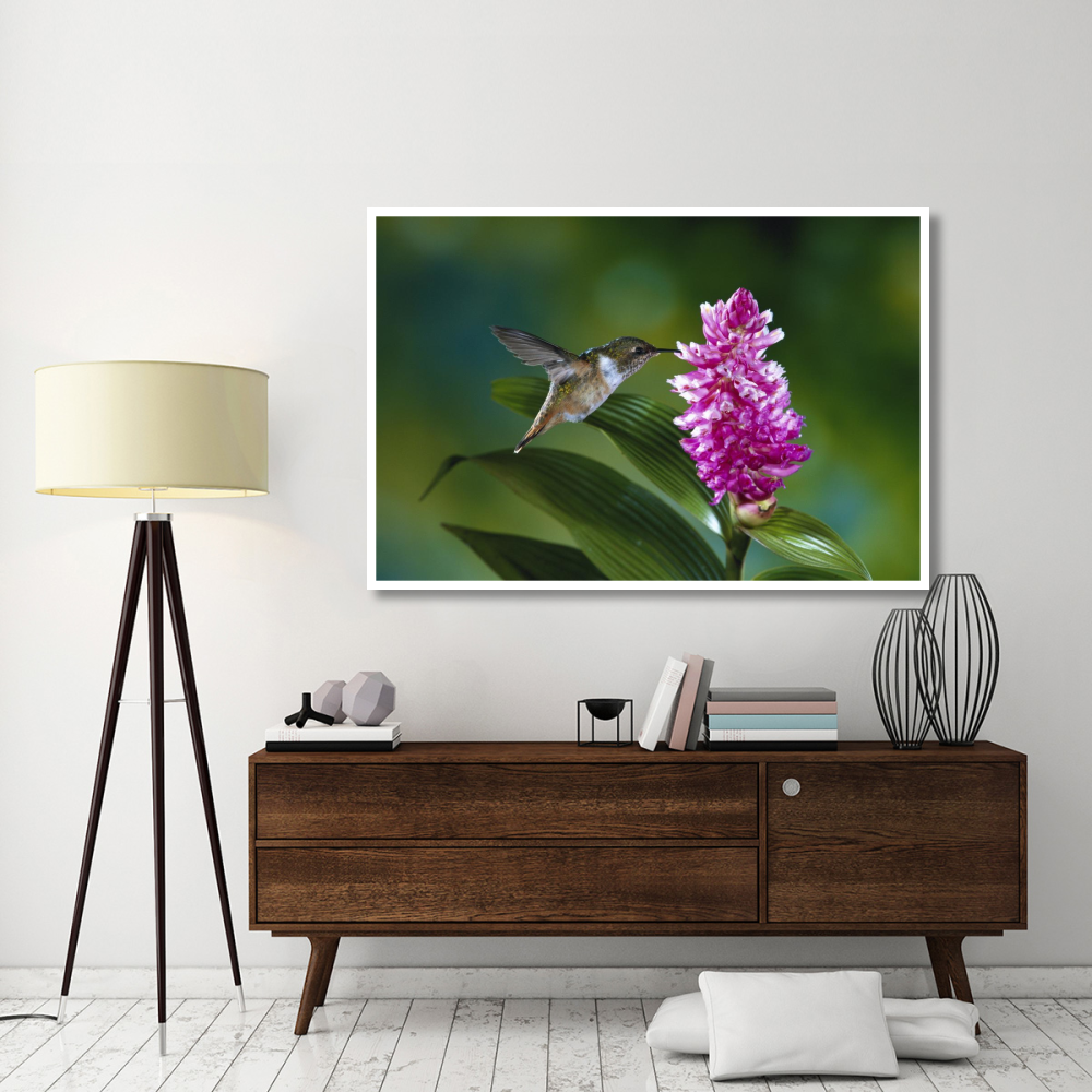 Scintillant Hummingbird feeding at and pollinating flowers of epiphytic Orchid, Monteverde Cloud Forest Reserve, Costa Rica-Paper Art-62&quotx42"