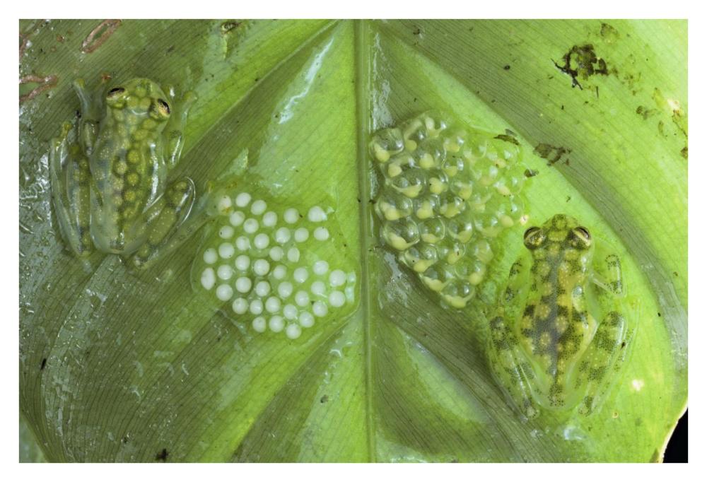 Reticulated Glass Frogs guarding two clutches of eggs, each at different stages of development, Costa Rica-Paper Art-38"x26"
