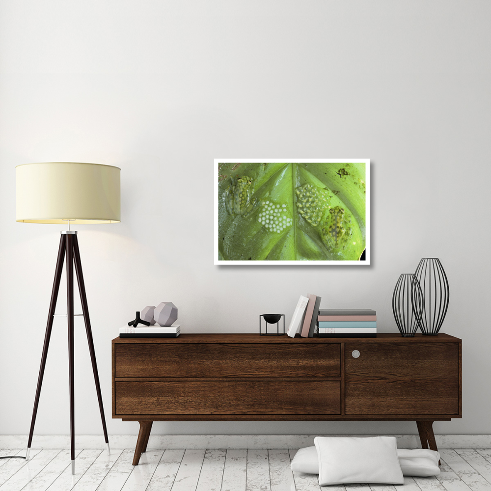 Reticulated Glass Frogs guarding two clutches of eggs, each at different stages of development, Costa Rica-Paper Art-38&quotx26"