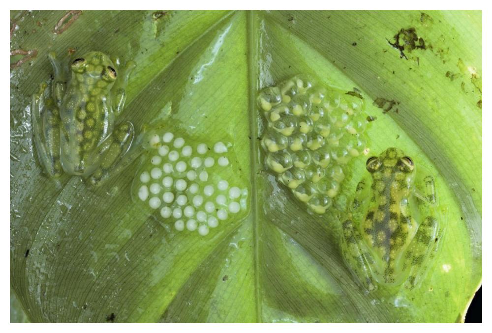 Reticulated Glass Frogs guarding two clutches of eggs, each at different stages of development, Costa Rica-Paper Art-50"x34"