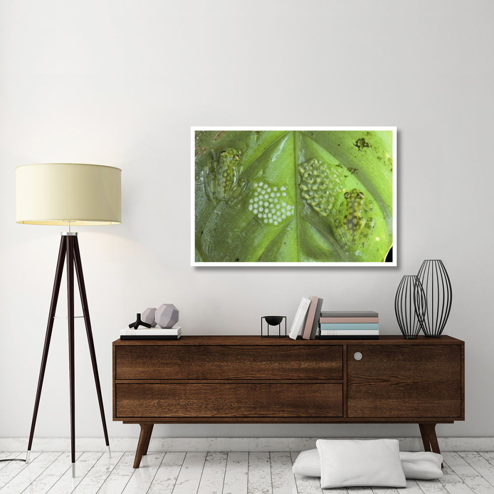 Reticulated Glass Frogs guarding two clutches of eggs, each at different stages of development, Costa Rica-Paper Art-50&quotx34"