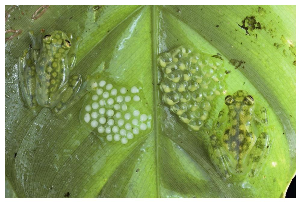 Reticulated Glass Frogs guarding two clutches of eggs, each at different stages of development, Costa Rica-Paper Art-62"x42"