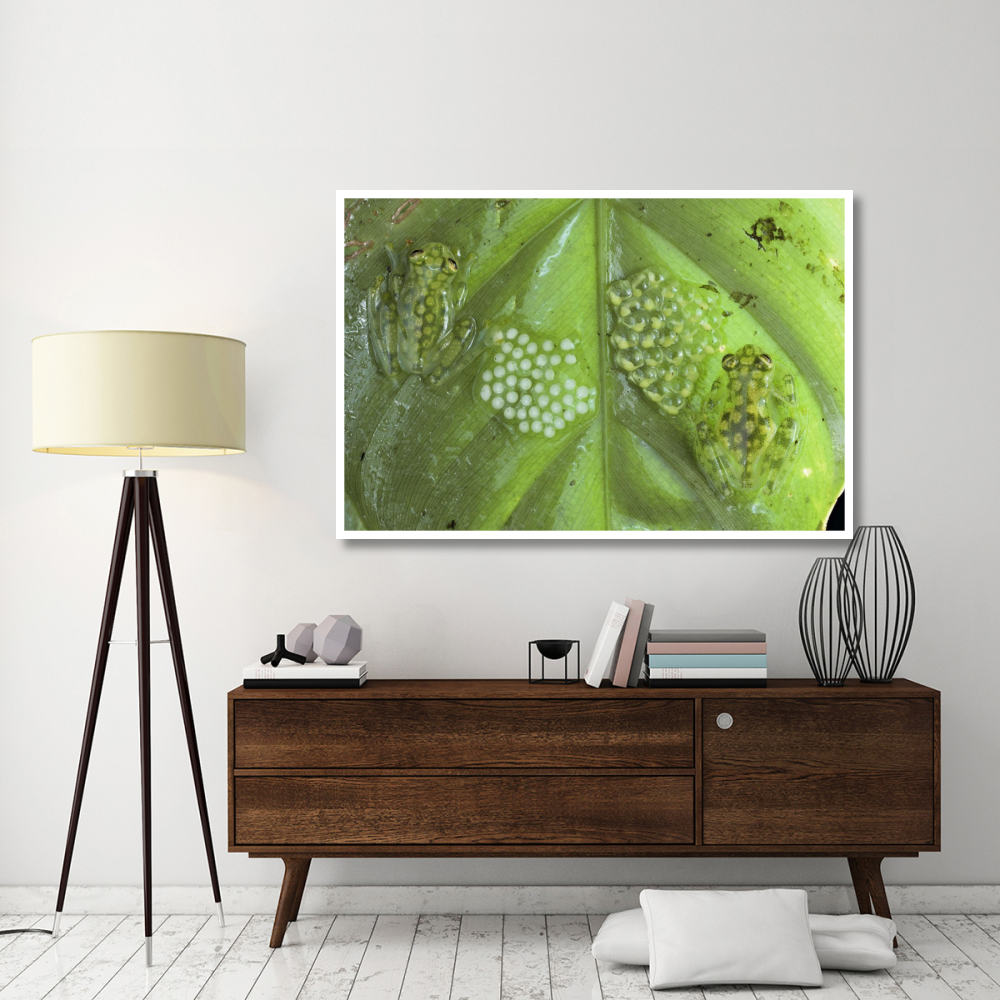 Reticulated Glass Frogs guarding two clutches of eggs, each at different stages of development, Costa Rica-Paper Art-62&quotx42"