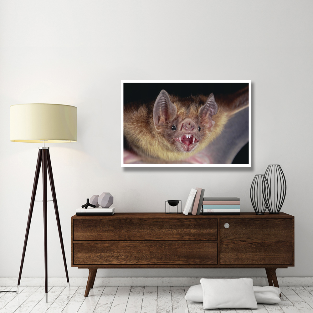 Vampire Bat portrait, Costa Rica-Paper Art-50&quotx34"